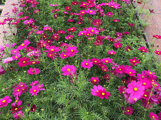 保定批发干花|室外环境艺术